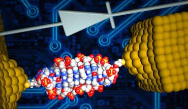 Scientists inserted a small molecule named coralyne into the DNA and were able to create a single-molecule diode, which can be used as an active element in future nanoscale circuits. Image credit: University of Georgia / Ben-Gurion University of the Negev.