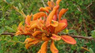 Fungi use reverse photosynthesis to access sugars and nutrients in plants. This image shows the rust fungus Aecidium magellanicum growing on the bush Berberis microphylla. Image credit: Jason Hollinger / CC BY-SA 3.0.