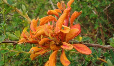 Fungi use reverse photosynthesis to access sugars and nutrients in plants. This image shows the rust fungus Aecidium magellanicum growing on the bush Berberis microphylla. Image credit: Jason Hollinger / CC BY-SA 3.0.