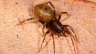 Spider Mecysmauchenius sp. uses power-amplified high-speed predatory strikes. Image credit: H. Wood.