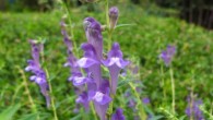 The Chinese skullcap (Scutellaria baicalensis). Image credit: Dalgial / CC BY-SA 3.0.