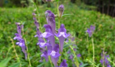 The Chinese skullcap (Scutellaria baicalensis). Image credit: Dalgial / CC BY-SA 3.0.