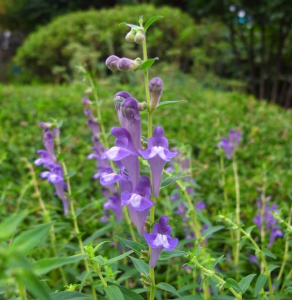 The Chinese skullcap (Scutellaria baicalensis). Image credit: Dalgial / CC BY-SA 3.0.