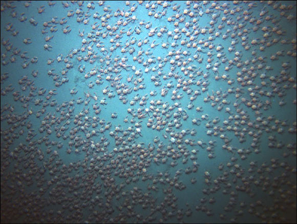 Photograph with the highest density of pelagic red crabs (Pleuroncodes planipes). Also known as tuna crabs because they are favored prey for yellowfin tuna, they are an important food source for a variety of other fish, birds, and marine mammals; they migrate up and down in the water column, which also makes them vulnerable to changing currents. Image credit: Pineda J. et al.
