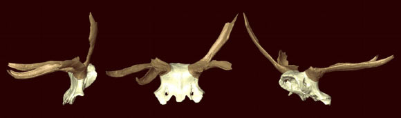 Virtual reconstruction of a red deer headdress from the site of Star Carr, North Yorkshire, UK. Image credit: Aimée Little et al.