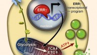 Postnatal maturation of pancreatic beta cells necessary for maximal glucosestimulated insulin secretion is coordinated by the estrogen-related receptor g (ERRg). ERRg drives a transcriptional program promoting mitochondrial oxidative metabolism, and its expression in iPSC-derived beta-like cells generates functional beta cells in vitro. Image credit: Eiji Yoshihara et al.
