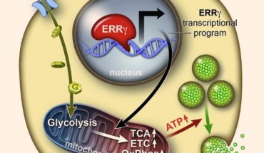 Postnatal maturation of pancreatic beta cells necessary for maximal glucosestimulated insulin secretion is coordinated by the estrogen-related receptor g (ERRg). ERRg drives a transcriptional program promoting mitochondrial oxidative metabolism, and its expression in iPSC-derived beta-like cells generates functional beta cells in vitro. Image credit: Eiji Yoshihara et al.