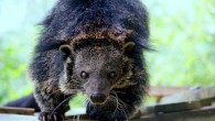 The binturong (Arctictis binturong). Image credit: Carolina Tiger Rescue.