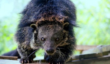 The binturong (Arctictis binturong). Image credit: Carolina Tiger Rescue.