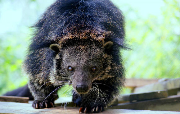The binturong (Arctictis binturong). Image credit: Carolina Tiger Rescue.