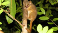 The Ganzhorn’s mouse lemur (Microcebus ganzhorni). Image credit: Giuseppe Donati.