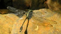 Asiagomphus reinhardti. Image credit: Oleg E. Kosterin / Naoto Yokoi / TU Dresden.
