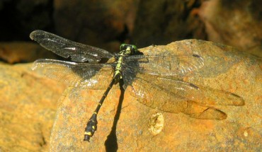 Asiagomphus reinhardti. Image credit: Oleg E. Kosterin / Naoto Yokoi / TU Dresden.