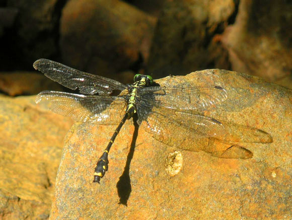 Asiagomphus reinhardti. Image credit: Oleg E. Kosterin / Naoto Yokoi / TU Dresden.