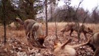 A pack of gray wolves visits a scent station in the Chernobyl Exclusion Zone. The photograph was taken by one of the remote camera stations and was triggered by the wolves’ movement. Image credit: Sarah Webster / Jim Beasley / National Geographic.