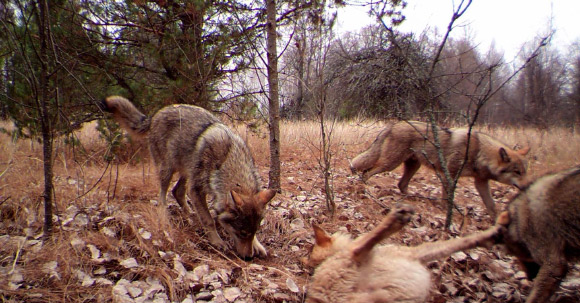 A pack of gray wolves visits a scent station in the Chernobyl Exclusion Zone. The photograph was taken by one of the remote camera stations and was triggered by the wolves’ movement. Image credit: Sarah Webster / Jim Beasley / National Geographic.