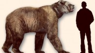 Reconstruction of the giant, short-faced North American bear Arctodus simus. Image credit: Daniel Reed / CC BY-SA 3.0.