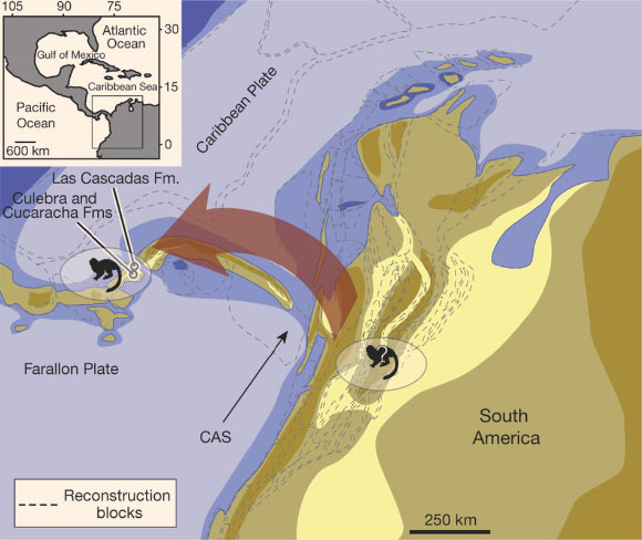 Palaeogeographic reconstruction showing hypothetical dispersal route of Panamacebus transitus in the early Miocene. Yellow and ochre colors indicate subaerial environments, blue colors indicate marine environments (dark, coastal and platform; light, abyssal). Criteria used to arrive at this reconstruction include regional tectonic reconstructions, local and regional palaeomagnetic data, and regional strain markers and piercing points. Fm. – formation, Fms – formations. Image credit: Jonathan I. Bloch et al.