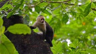 A white-headed capuchin (Cebus capucinus) in Costa Rica. Image credit: Geoff Gallice / CC BY 2.0.