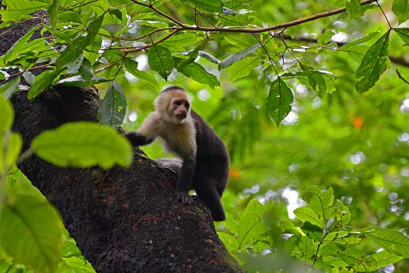 A white-headed capuchin (Cebus capucinus) in Costa Rica. Image credit: Geoff Gallice / CC BY 2.0.