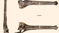 The skull of Gryposuchus pachakamue, a proto-Amazonian gavialoid from the Miocene lakes and swamps of the Pebas Mega-Wetland System, in dorsal, ventral, and lateral view. Scale bar - 5 cm. Image credit: Salas-Gismondi R. et al.