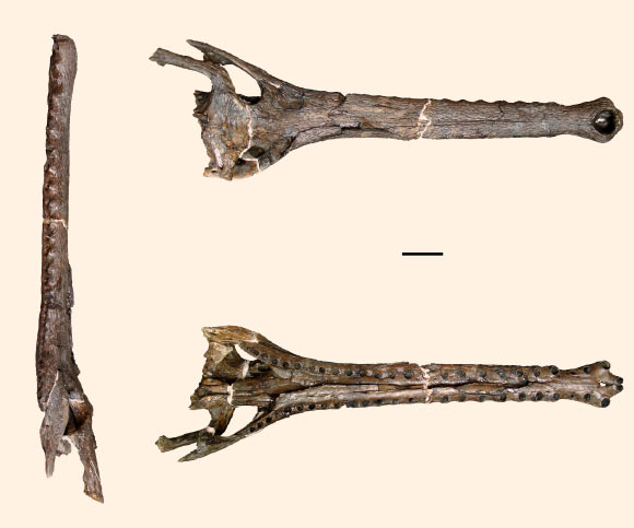 The skull of Gryposuchus pachakamue, a proto-Amazonian gavialoid from the Miocene lakes and swamps of the Pebas Mega-Wetland System, in dorsal, ventral, and lateral view. Scale bar - 5 cm. Image credit: Salas-Gismondi R. et al.