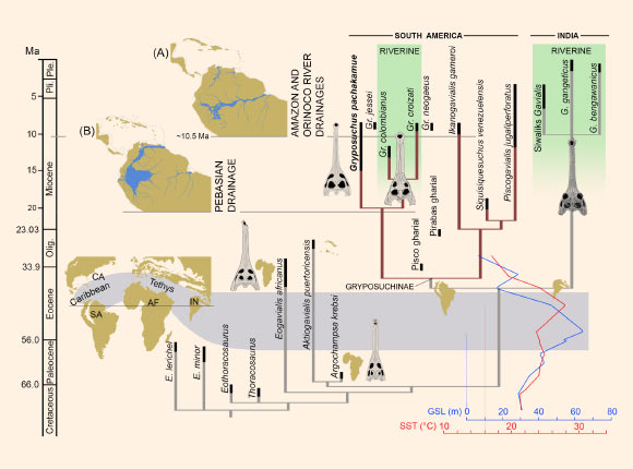 Time calibrated phylogenetic tree of the Gavialoidea and relevant paleogeographic distributions associated with the evolution and diversification of gavialoids in marine and freshwater settings. During the Late Paleocene-Early Eocene interval, peaks of sea surface temperature (SST) and global sea surface level (GSL) occurred together with tropical marine connections through the Tethys Ocean and Caribbean Sea. During the Neogene, distinct biomes dominated tropical South America: (A) Acre Phase, after the onset of the eastern-draining Amazon and northward-draining Orinoco river systems; and (B) Pebas Mega-Wetland System, with its drainage northward to the Caribbean Sea. Abbreviations: Olig. – Oligocene, Ple. – Pleistocene, Pli. – Pliocene. Image credit: Salas-Gismondi R. et al.