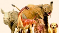Baby Rapetosaurus krausei is compared to neonatal mammals: the dinosaur was only 14 inches tall at the hip, and weighed around 40 kg when it died a few weeks after hatching. This body size is similar to that of some large-bodied mammalian newborns: black rhinoceros calves are 35-45 kg at birth and stand a little taller at the shoulder than baby Rapetosaurus krausei at 25.6 inches (65 cm); African elephants are close to 39 inches (1 m) high at the hip and weigh between 90 and 120 kg at birth; hippo newborns are the closest in both height and mass to the specimen of Rapetosaurus krausei, checking in between 24-45 kg at birth with a shoulder height of 14.6 inches (37 cm). Image credit: D. Vital.