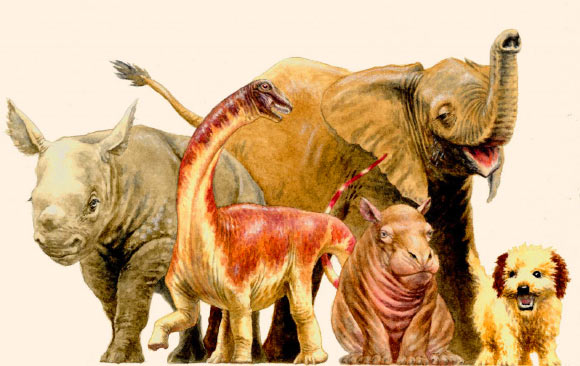 Baby Rapetosaurus krausei is compared to neonatal mammals: the dinosaur was only 14 inches tall at the hip, and weighed around 40 kg when it died a few weeks after hatching. This body size is similar to that of some large-bodied mammalian newborns: black rhinoceros calves are 35-45 kg at birth and stand a little taller at the shoulder than baby Rapetosaurus krausei at 25.6 inches (65 cm); African elephants are close to 39 inches (1 m) high at the hip and weigh between 90 and 120 kg at birth; hippo newborns are the closest in both height and mass to the specimen of Rapetosaurus krausei, checking in between 24-45 kg at birth with a shoulder height of 14.6 inches (37 cm). Image credit: D. Vital.