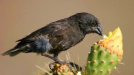 The medium ground finch (Geospiza fortis) diverged in beak size from the large ground finch (Geospiza magnirostris) on Daphne Major Island, Galápagos following a severe drought. Image credit: Peter R. Grant.