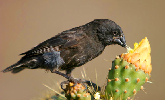The medium ground finch (Geospiza fortis) diverged in beak size from the large ground finch (Geospiza magnirostris) on Daphne Major Island, Galápagos following a severe drought. Image credit: Peter R. Grant.