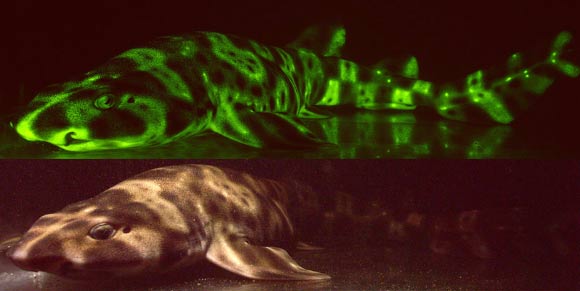 Fluorescent and white light images of a 21.3 inch (54 cm) long female swell shark (Cephaloscyllium ventriosum). Image credit: David F. Gruber et al.