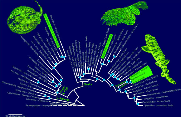 Family-level maximum likelihood phylogeny of elasmobranches (sharks, the rays, skates and sawfish): blue circles on nodes indicate bootstrap support values more than 70 percent; representatives of the three known biofluorescent elasmobranch clades are highlighted in green; outgroups are marked with dashed lines. Image credit: David F. Gruber et al.