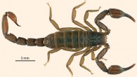 Adult female Pseudouroctonus maidu in life, dorsal view. Image credit: Savary W.E. & Bryson Jr. R.W.