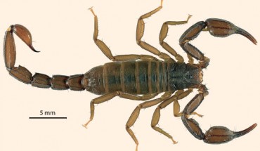 Adult female Pseudouroctonus maidu in life, dorsal view. Image credit: Savary W.E. & Bryson Jr. R.W.