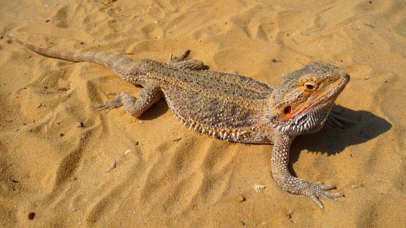 The central bearded dragon (Pogona vitticeps). Image credit: George Chernilevsky.