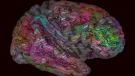 Scientists at the University of California, Berkeley, build a semantic atlas to chart how the brain responds to language. Image credit: University of California, Berkeley.