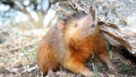 The Hispaniolan solenodon (Solenodon paradoxus). Image credit: Solenodon Joe / CC BY 3.0.