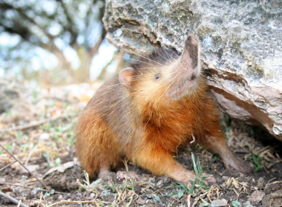 The Hispaniolan solenodon (Solenodon paradoxus). Image credit: Solenodon Joe / CC BY 3.0.