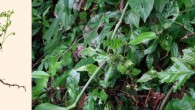 Left: Alternanthera costaricensis. Right: Alternanthera sp. Image credit: I. Sánchez-del Pino & D. Iamonico.