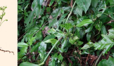 Left: Alternanthera costaricensis. Right: Alternanthera sp. Image credit: I. Sánchez-del Pino & D. Iamonico.