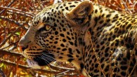 A leopard (Panthera pardus) in Pilanesberg National Park, South Africa. Image credit: Rebecca Schoonover.