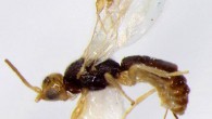 Conobregma bradpitti. Image credit: Butcher B.A. et al.