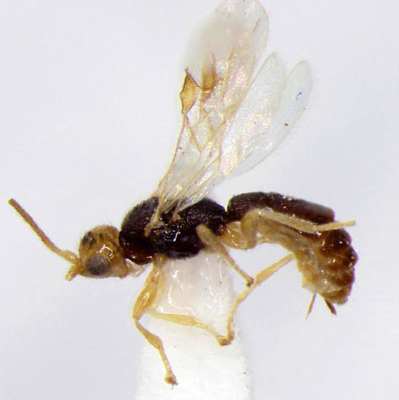 Conobregma bradpitti. Image credit: Butcher B.A. et al.