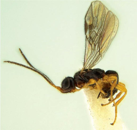 Facitorus nasseri. Image credit: Butcher B.A. et al.