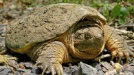 A common snapping turtle (Chelydra serpentina). Image credit: Dakota L. / CC BY-SA 3.0.