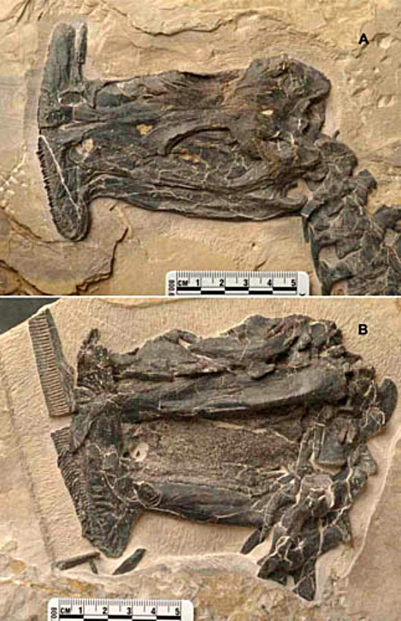 Prepared skulls of the newly-discovered specimens of Atopodentatus unicus. Scale bar - 2 cm. Image credit: Institute of Vertebrate Paleontology and Paleoanthropology.