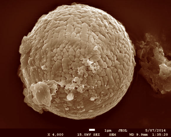 One of 60 ancient micrometeorites from the Pilbara region in Western Australia. Image credit: Andrew Tomkins.