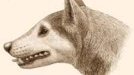 Borophagine dog Cynarctus. Image credit: Mauricio Antón.