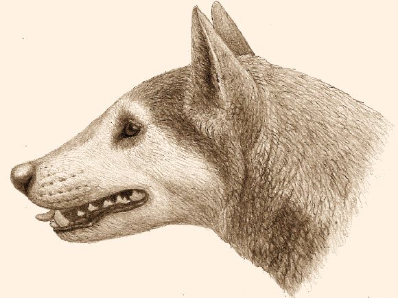 Borophagine dog Cynarctus. Image credit: Mauricio Antón.